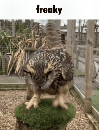 Owl Standing On Stump Saying Freaky GIF