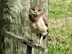 Owl Staring And Turning Head