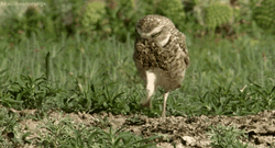 Owl Stepping Carefully