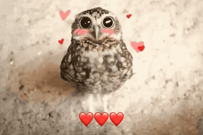 Owl Surrounded By Three Red Hearts GIF