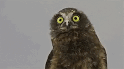 Owl Switching Between Yes No GIF