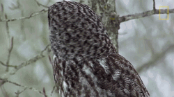 Owl Turning Head To Warn