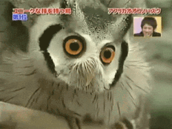 Owl Turning With Big Eyes GIF