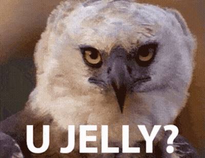 Owl U Jelly GIF