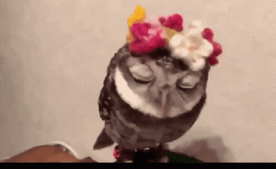 Owl Wearing Flower Crown Sitting On Lap GIF