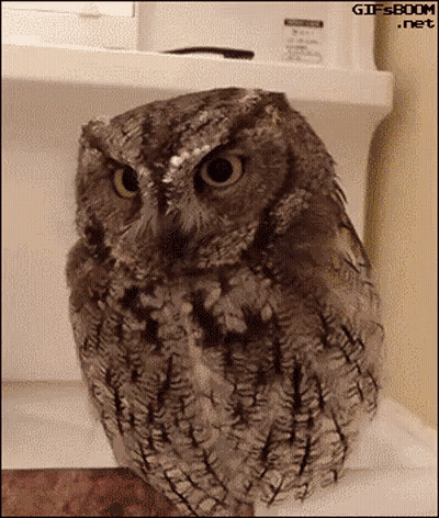 Owl Wearing Headphones Sitting On Tree Branch GIF