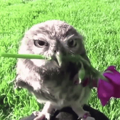 Owl With Flower In Beak Looking At Camera GIF