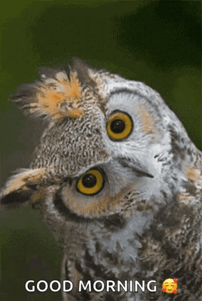 Owl With Good Morning Text GIF