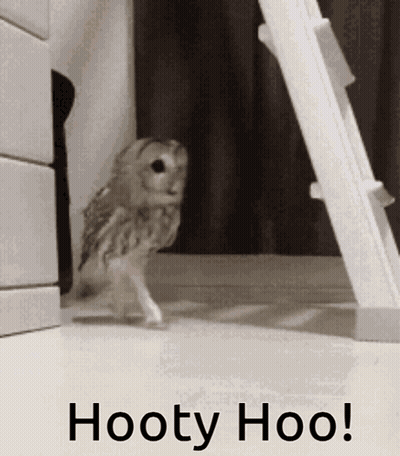 Owl With Hooty Hoo GIF