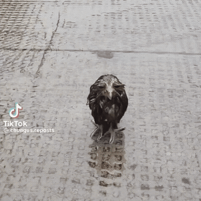 Owl With Long Beak Standing In Grass GIF