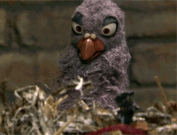 Owl With Popcorn Spy GIF