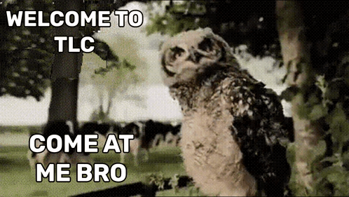 Owl With Text Welcome To TLC Come At Me Bro GIF