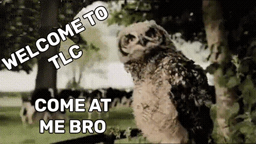 Owl With Welcome To TLC Come At Me Bro GIF