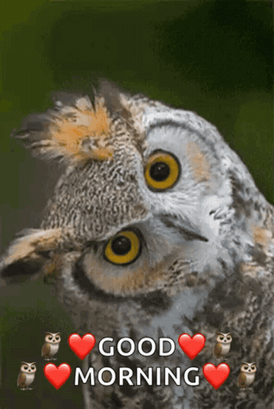 Owls With Hearts Saying Good Morning GIF