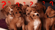 Pack Of Brown Dogs Head Tilt Question Mark GIF