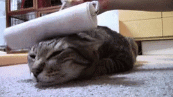 Paint Foam Roller Cat Relaxing Massage  GIF