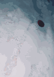 Painting With Blood GIF