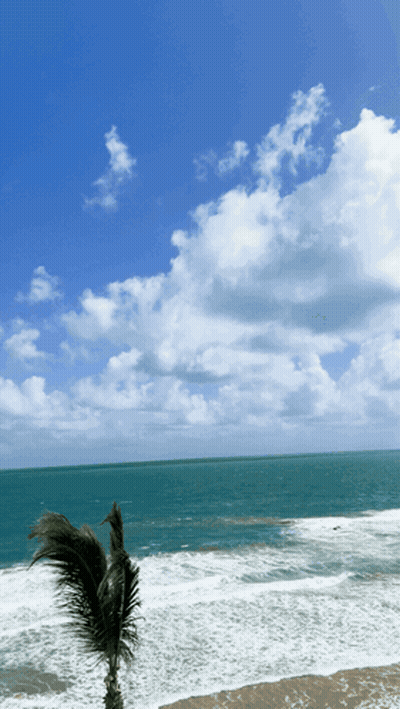 Palm Tree Blowing In Wind By Water GIF