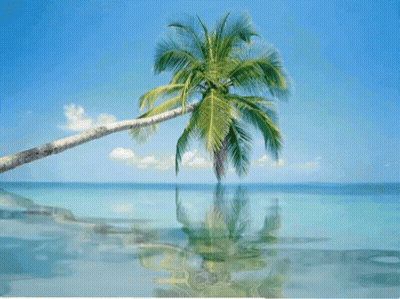 Palm Tree Leaning Over Ocean GIF
