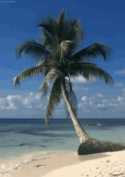 Palm Tree On A Beach By Marco Corsar GIF