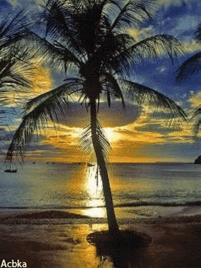 Palm Tree On Beach With Acbka GIF