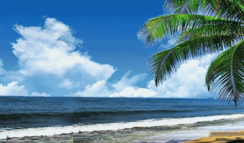 Palm Tree On Beach With Blue Sky GIF