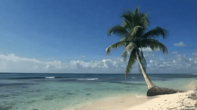 Palm Tree On Sandy Beach With Blue Sky GIF