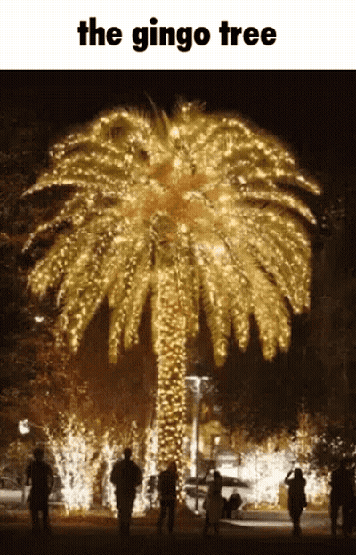 Palm Tree With Christmas Lights Saying The Gingo Tree GIF