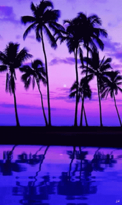 Palm Trees Against Purple and Pink Sky