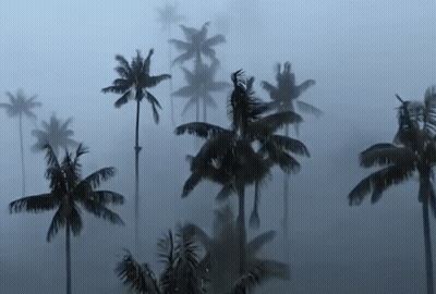 Palm Trees Are Silhouetted Against A Foggy Sky GIF