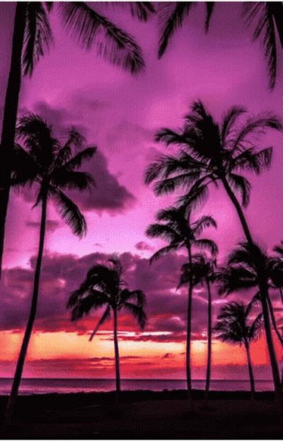 Palm Trees Are Silhouetted Against A Purple Sky GIF