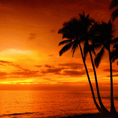 Palm Trees Are Silhouetted Against A Sunset Sky Over The Ocean GIF