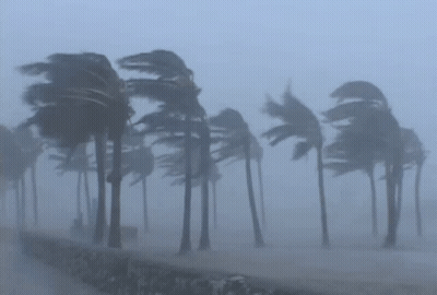 Palm Trees Blowing In Foggy Day GIF