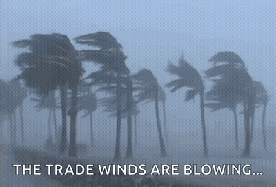 Palm Trees Blowing In The Wind Saying The Trade Winds Are Blowing GIF