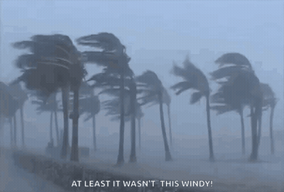 Palm Trees Blowing In Wind At Least It Wasn't This Windy GIF