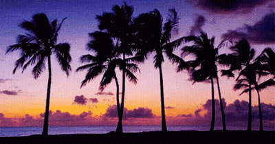 Palm Trees Silhouetted Against Sunset Sky GIF