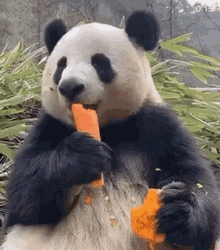 Panda Animal Eating GIF