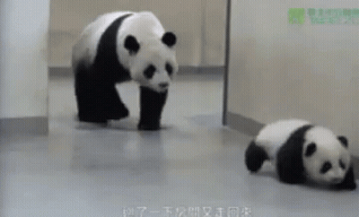 Panda Bear And Baby Panda Walking GIF