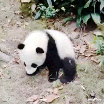 Panda Bear Cub Walking In Dirt GIF