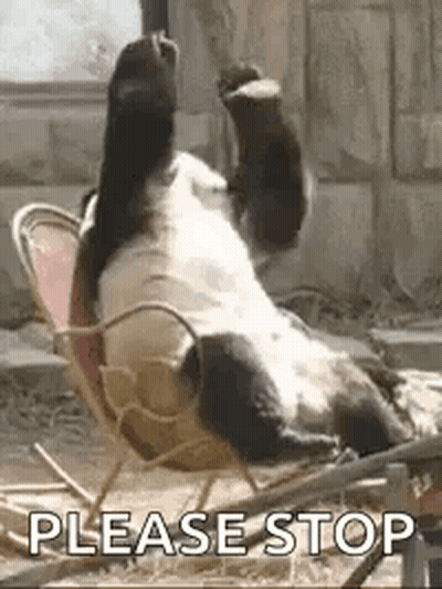 Panda Bear Eating Bamboo Leaves GIF