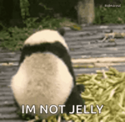 Panda Bear Eating Green Beans Saying Im Not Jelly GIF
