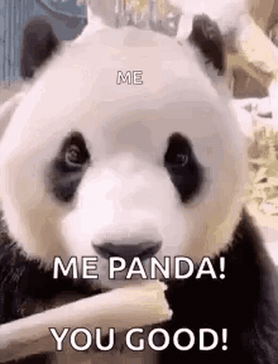 Panda Bear Eating Stick GIF