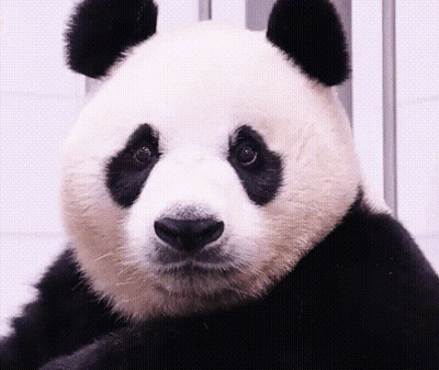 Panda Bear Face Close Up GIF