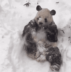 Panda Bear Having Fun In Snow Storm GIF