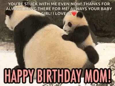 Panda Bear Holding Baby Panda Birthday Mom GIF