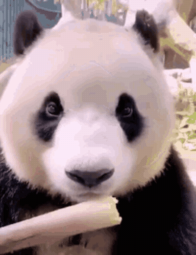 Panda Bear Holding Stick In Mouth Eating GIF