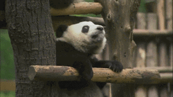 Panda Bear Lazy Climb