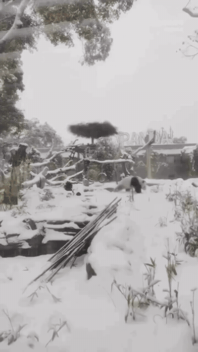 Panda Bear Lying In Snow GIF