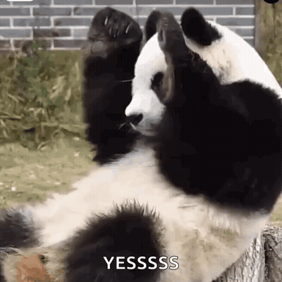 Panda Bear Lying On Back With Paws Up On Stump GIF