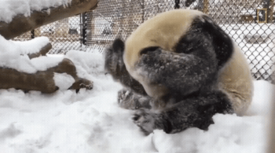Panda Bear Playing In Snow GIF